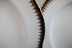 COALPORT SPEARPOINT 850- DINNER PLATE    .....   http://jaapiesfinechinastore.com