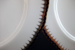 COALPORT SPEARPOINT 850- DINNER PLATE    .....   http://jaapiesfinechinastore.com