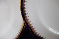 COALPORT SPEARPOINT 850- DINNER PLATE    .....   http://jaapiesfinechinastore.com