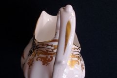 SPODE CHELSEA BIRD Y8555-  CREAMER  .....   http://jaapiesfinechinastore.com