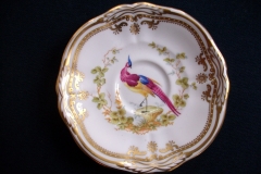 SPODE CHELSEA BIRD Y8555-  DEMI CUP & SAUCER   .....   https://www.jaapiesfinechinastore.com