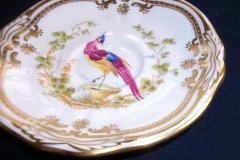 SPODE CHELSEA BIRD Y8555-  DEMI CUP & SAUCER   .....   http://jaapiesfinechinastore.com