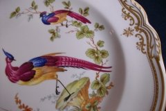SPODE CHELSEA BIRD Y8555- DINNER  PLATE ..... http://jaapiesfinechinastore.com